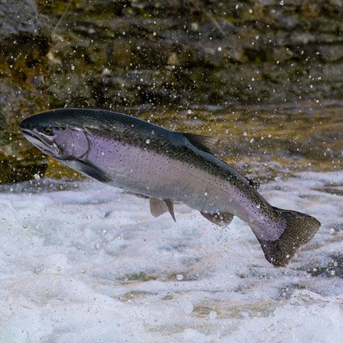 Foto del Salmone